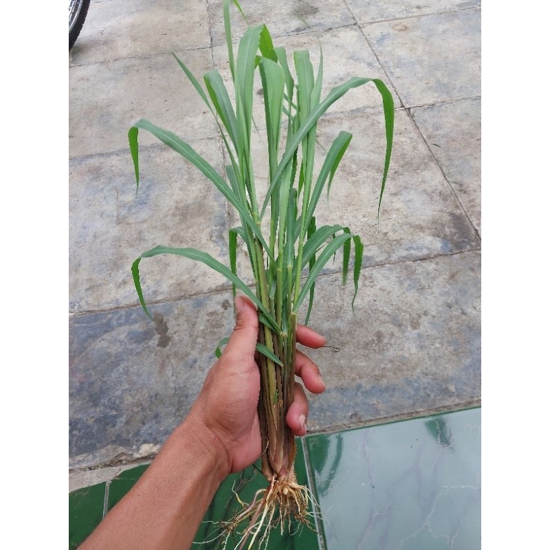 

SEREH WULUNG