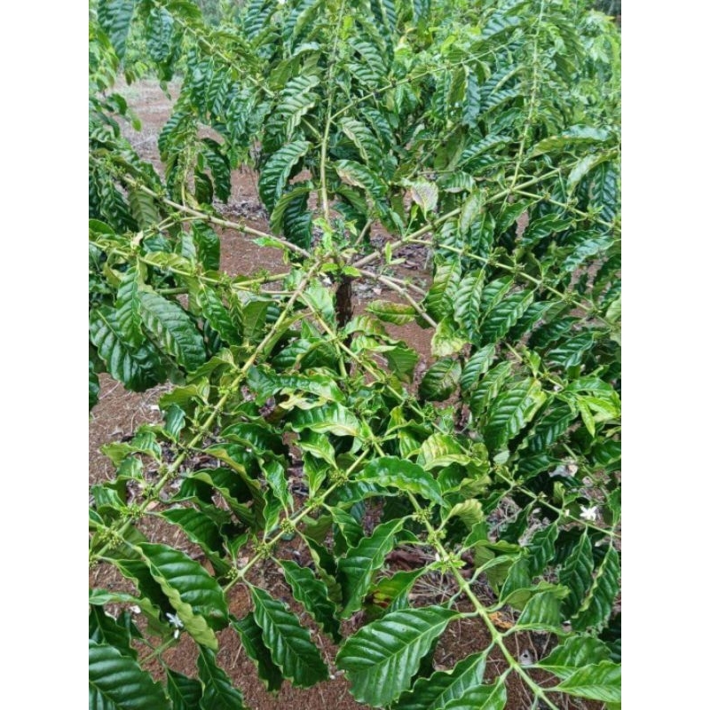 

Daun Kopi Segar 250 gr