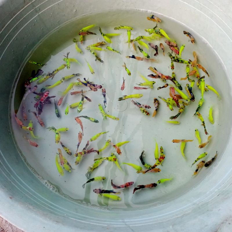 ikan cupang nemo neon,avatar,super red yellow fancy