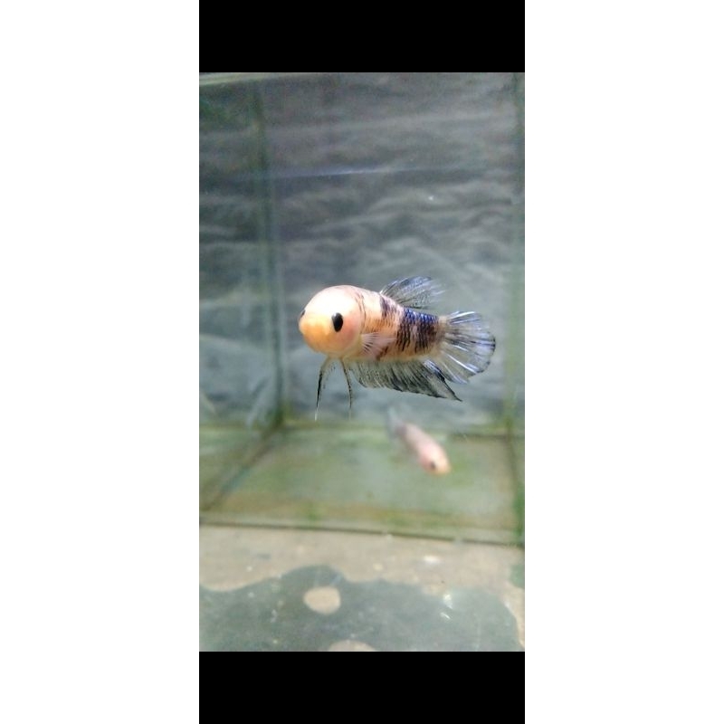 cupang adu Sakai / ghost fighter / Sakai