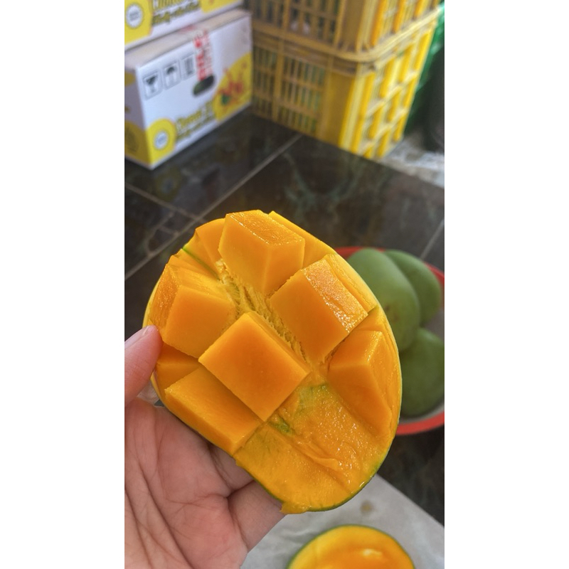 

mangga 21 asli bangil