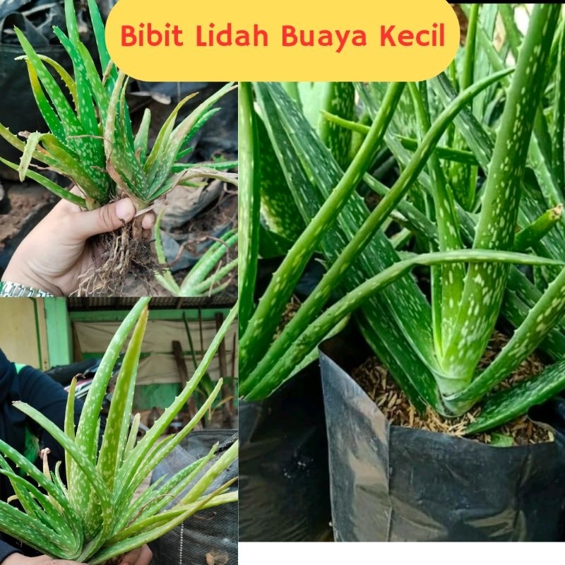 

LANGSUNG PETANI! Lidah Buaya Kecill