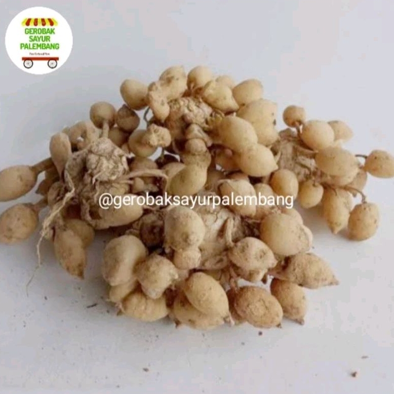 

Kunyit putih temu gobyok 250 gr