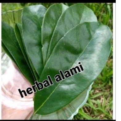 

Daun sirsak segar 100 lembar