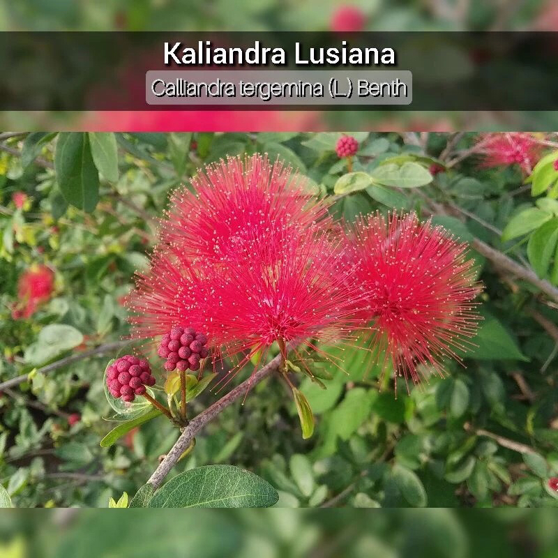 Bibit Tanaman Hias Bunga Kaliandra Lusiana - Pohon Kaliandra Lusiana Merah