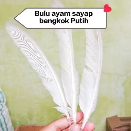 Bulu ayam bagian sayap warna putih| bulu ayam isi 100helai