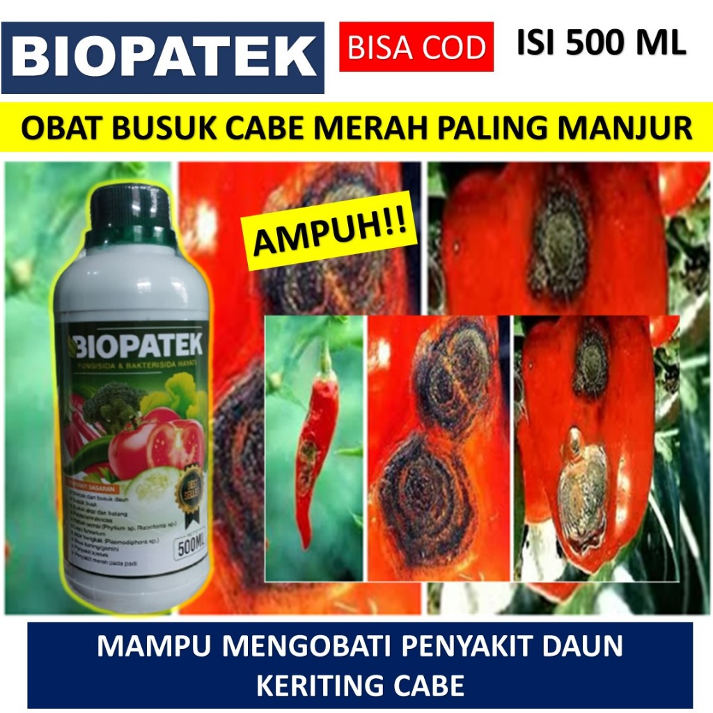 biopatek Fungisida Hayati Mengatasi Hama Penyakit Patek pada Cabe / Cabai - Obat Hama Patek Cabe - O