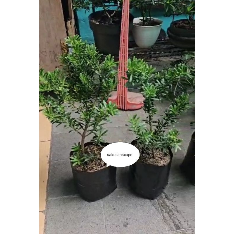 Bibit Bahan Bonsyay Lohansung Cincuan Ori 45 Sampay 50 Cm Tanaman Lohansung Cincuan Orijinal