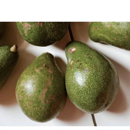 

buah alpukat mentega isi 5per 1kg