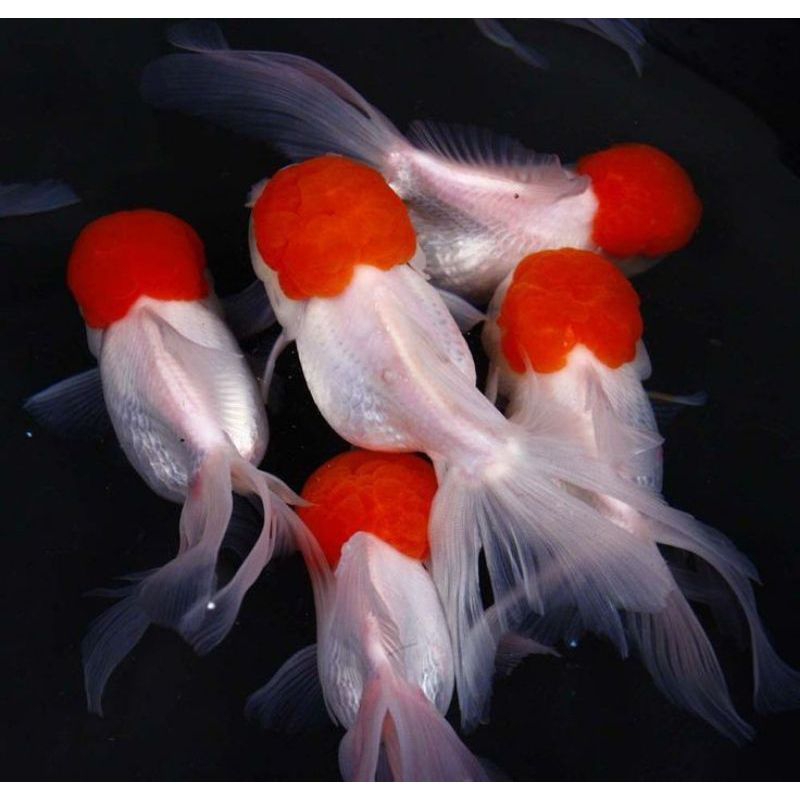 

MAS KOKI ORANDA RED CAP SUPER GEMOY GRADE A+ PAKET 4 EKOR