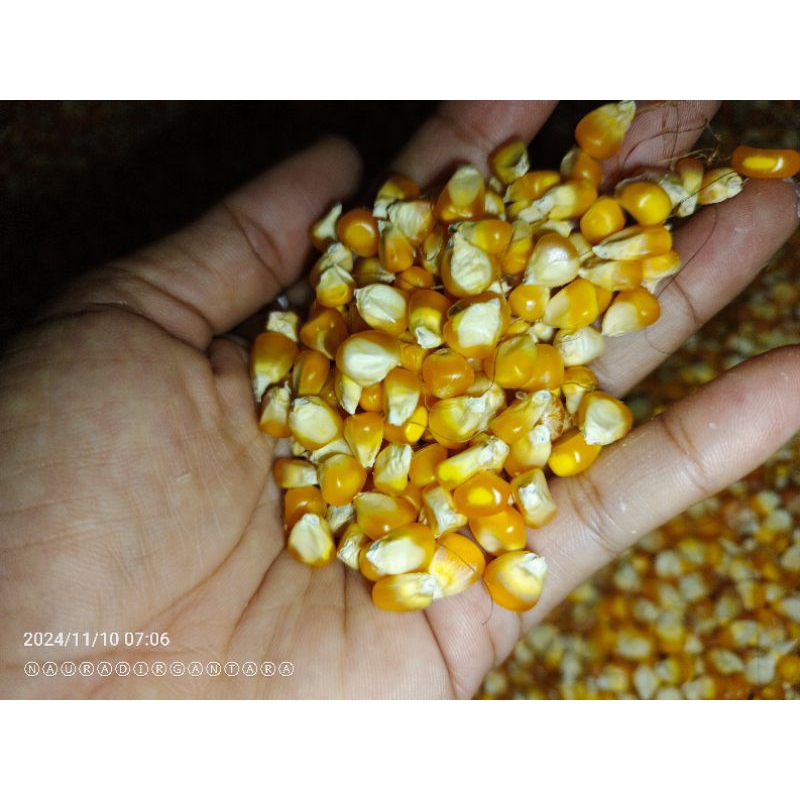 

Jagung Kering Kecil