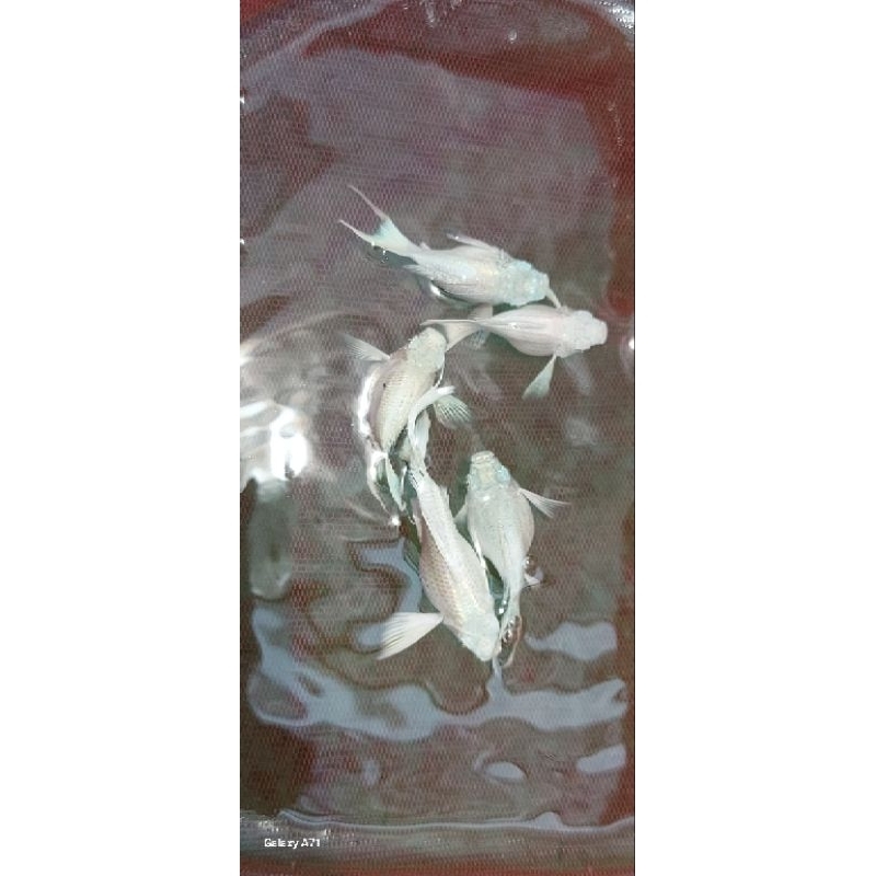 molly balon platinum JUMBO