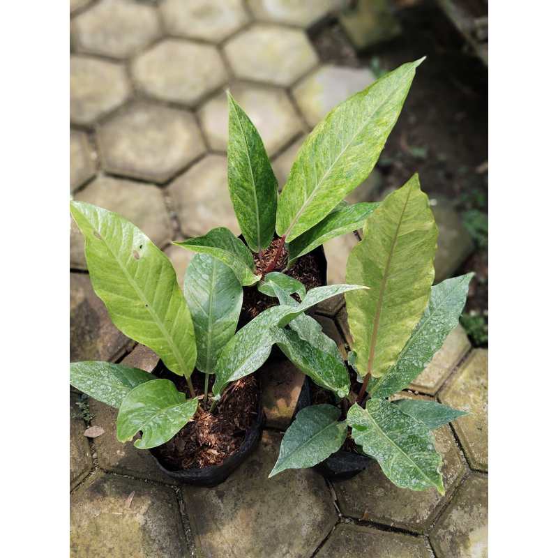 Paket hookeri varigata