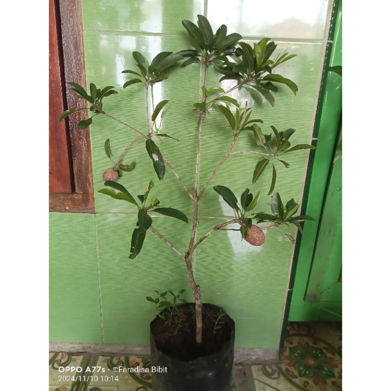 sawo jumbo vietnam kondisi berbuah dan berbunga