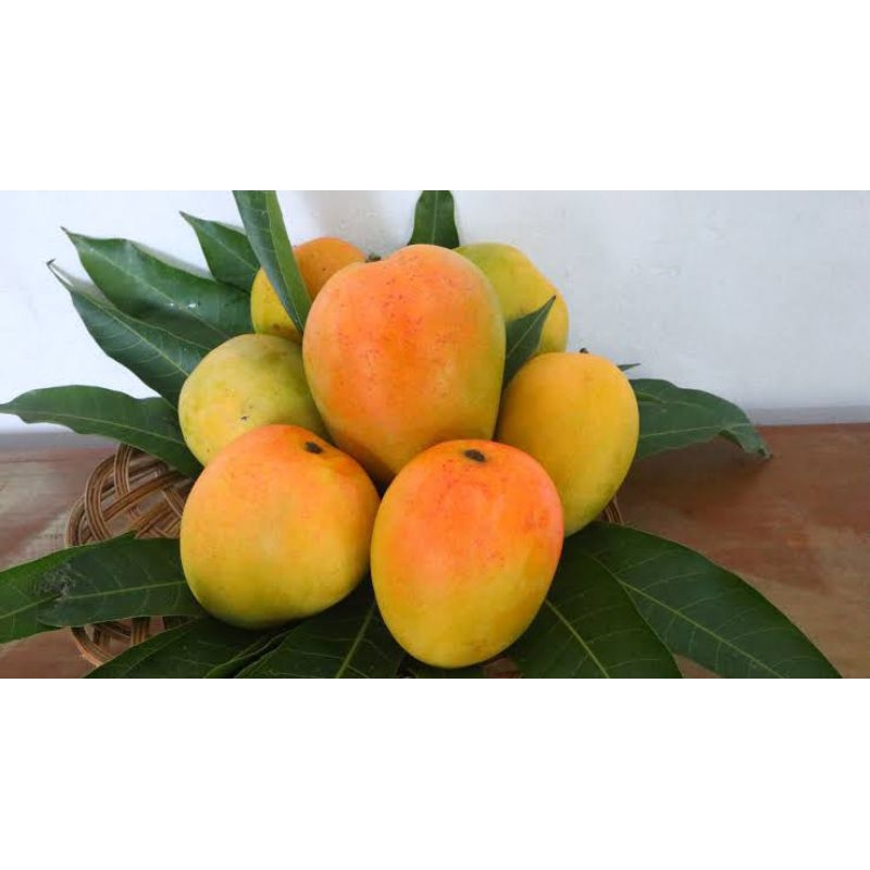 

Buah gincu segar matang 1kg