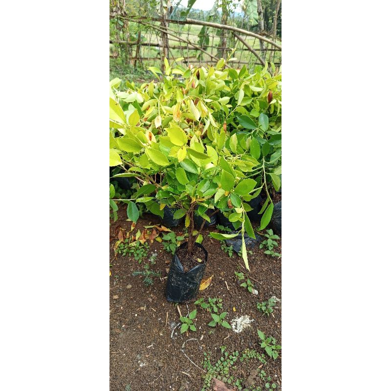Bahan Bonsai iprik golden vural