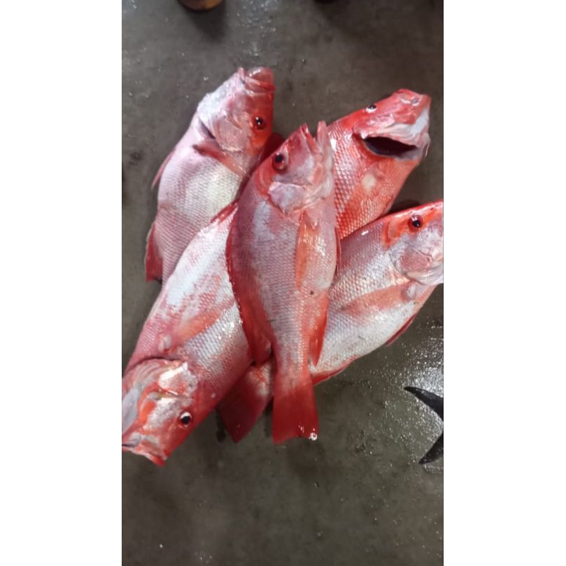 

IKAN KAKAP MERAH FRESH