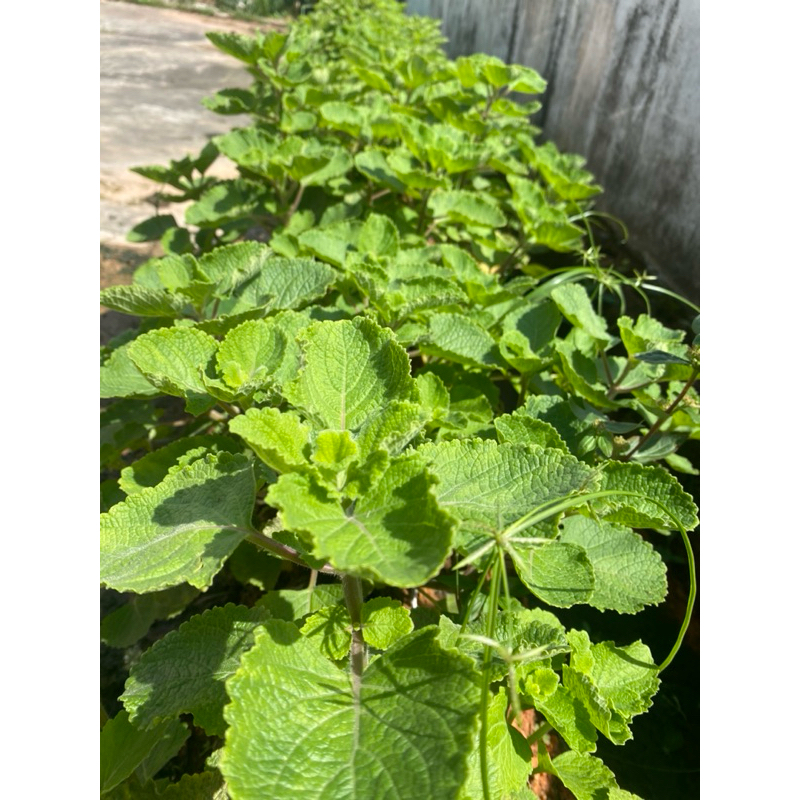

DAUN BANGUN BANGUN