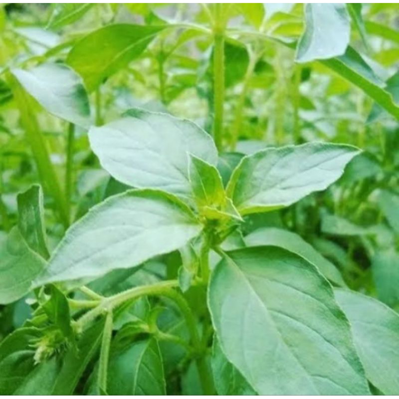 Bibit daun kemangi siap tanam