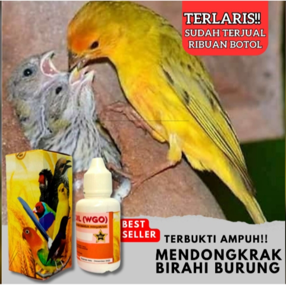 WGO Obat Burung Lovebird Breeding. Obat Burung Breding. Obat Ternak Burung Cepat Birahi Bertelur
