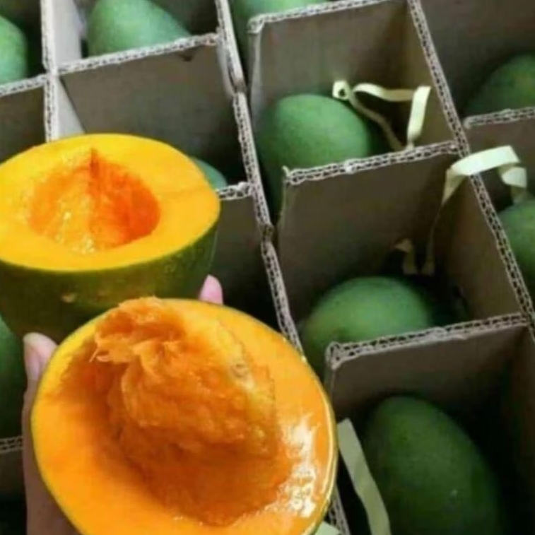 

Buah Mangga Alpukat Bangil Pasuruan 1 dus