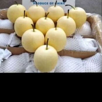 

Buah Pear Century 500 gr (isi 2)