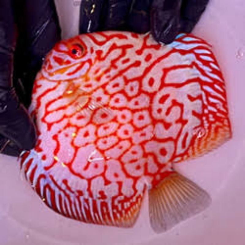 pembersih lantai discus white pigeon checkerboard 1pcs