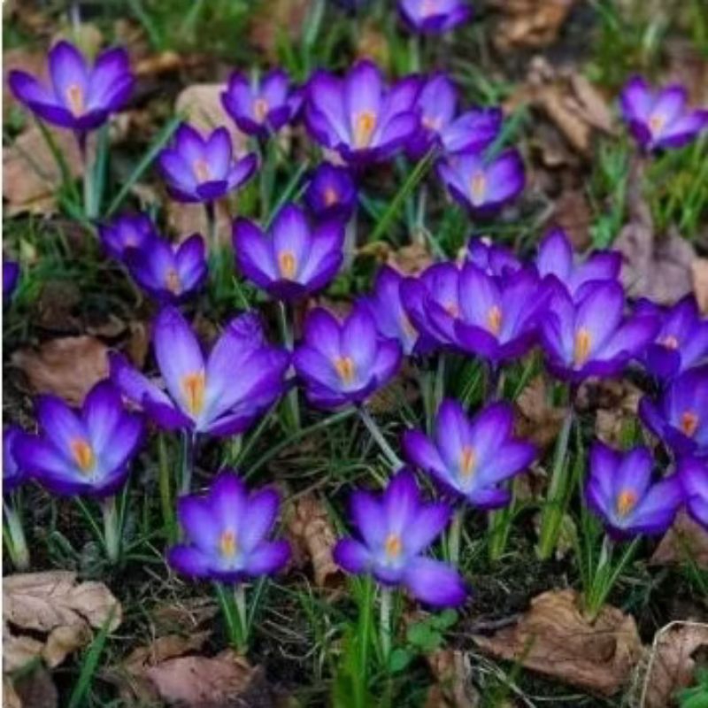 paket 10 polibag, Tanaman Lili hujan//pohon Rain lili//kucai tulip