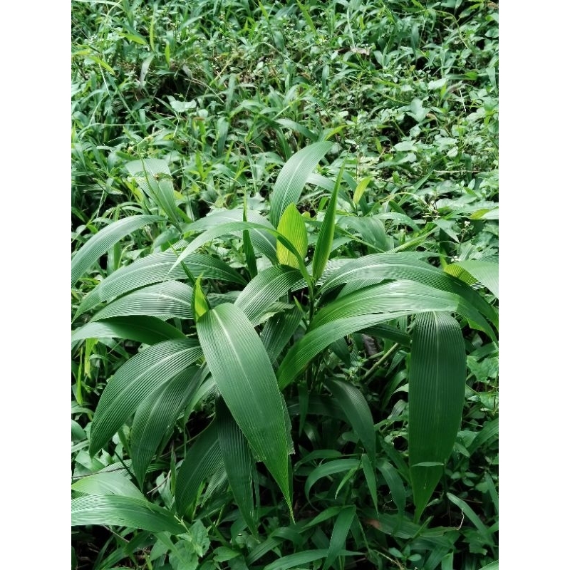 

bibit daun sauhen segar 500grm