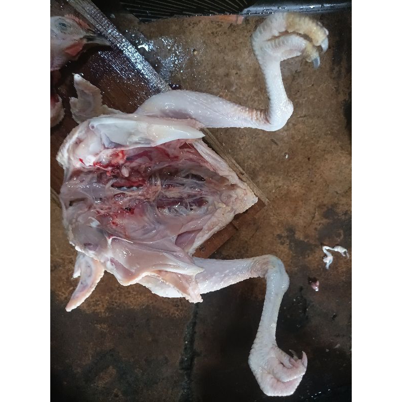 

ayam kampung bekakak