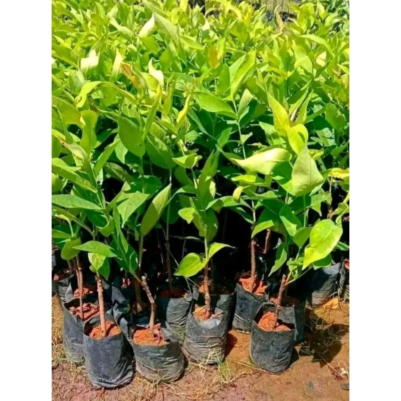 paket isi 3 bibit jambu air (request jenis)