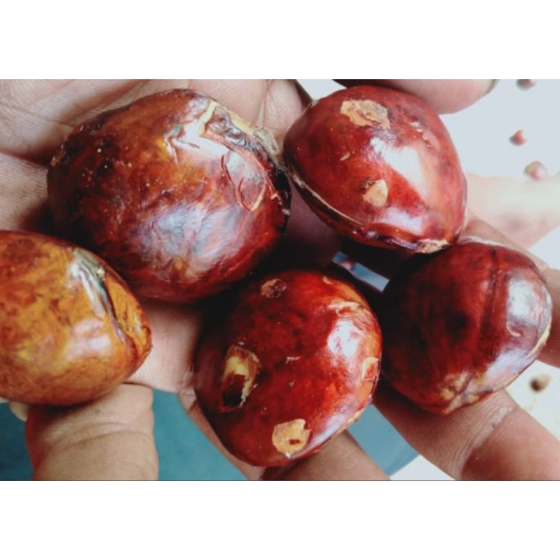 

JENGKOL LOKAL TUWO FRESH BUKAN RENDAMAN