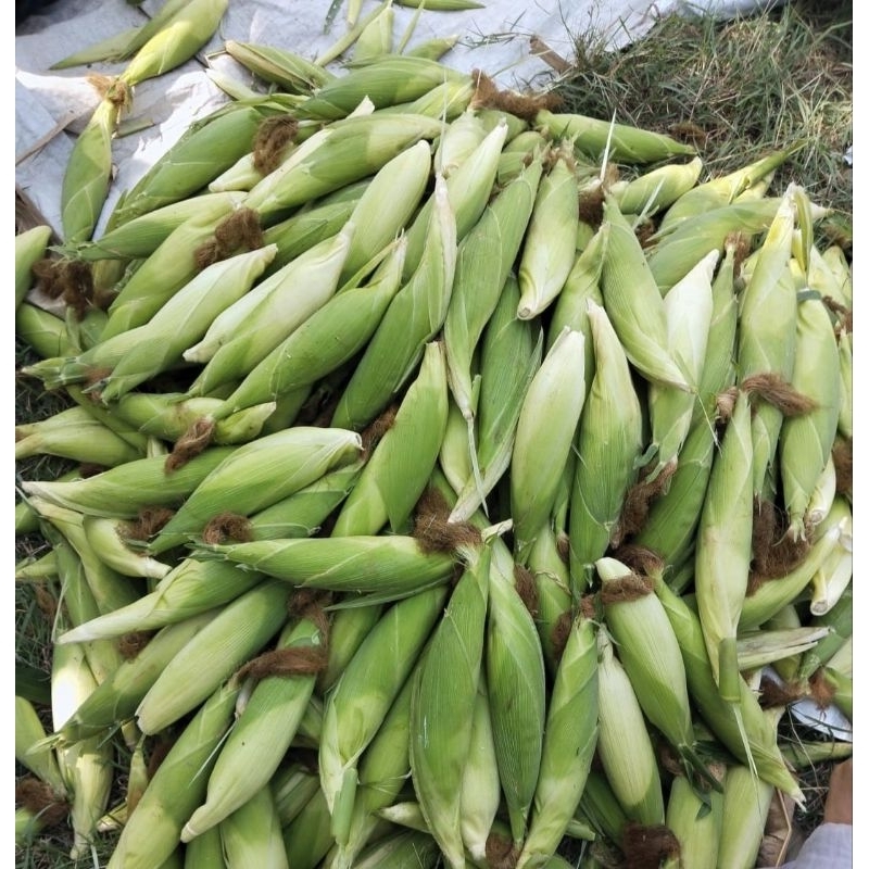 Jagung ketan putih manis