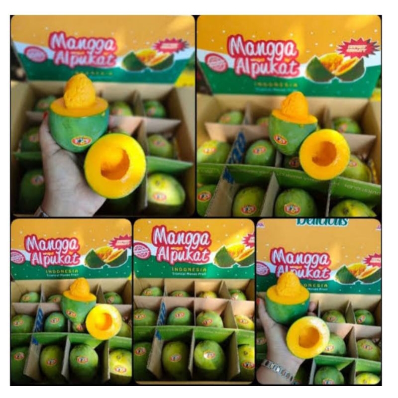 Mangga Alpukat 1 dus