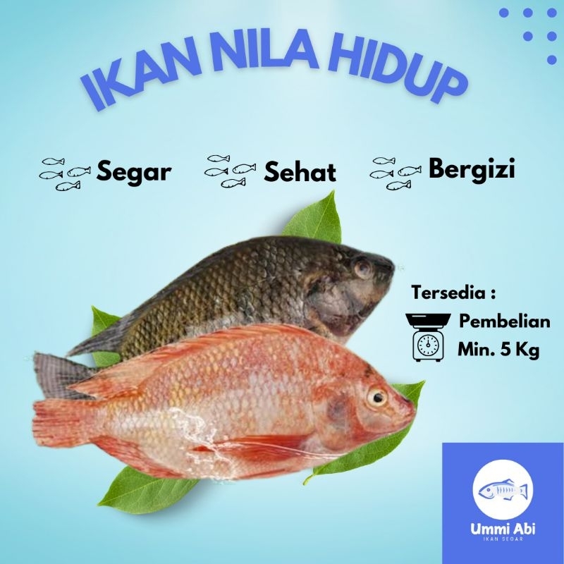 

UMMI ABI Ikan Nila Hidup 5 Kg / Dikirim Dengan OKSIGEN