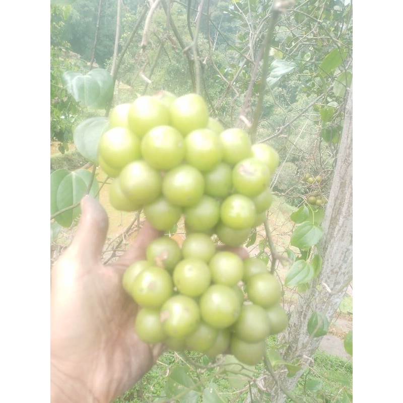 

buwah canar .di sebut anggur hutan bahan manisan pr 1.kg