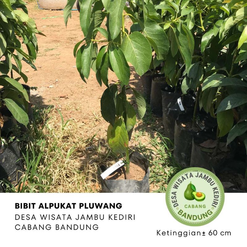 BIBIT ALPUKAT PLUWANG Desa Wisata Jambu Kediri Cabang Bandung