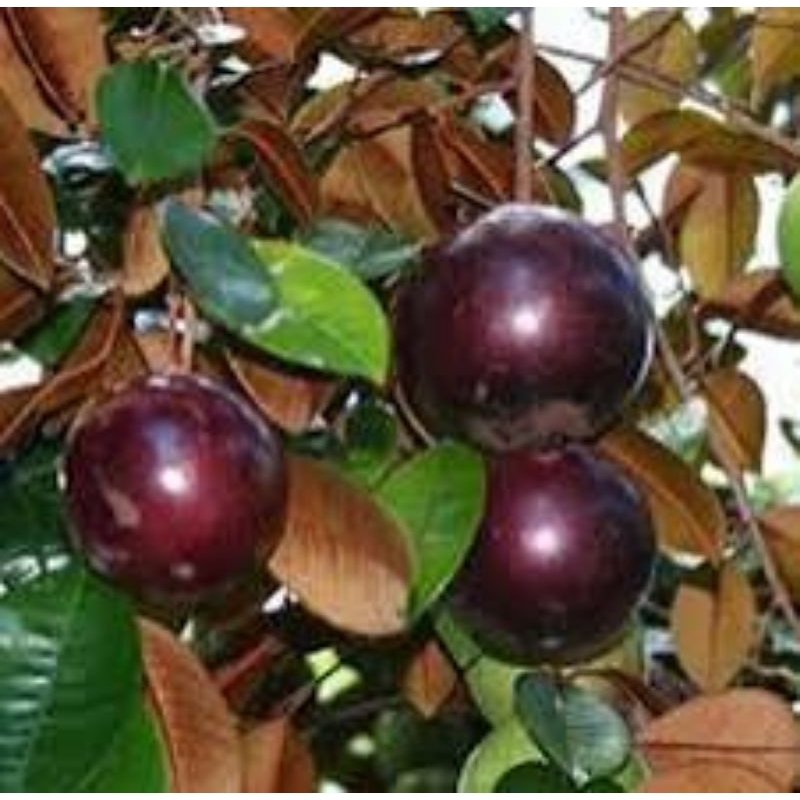 bibit kenitu unggu hasil okulasi