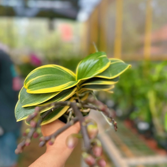 Anggrek Bulan Mini - Phal Chia En Yenlin var Varigata
