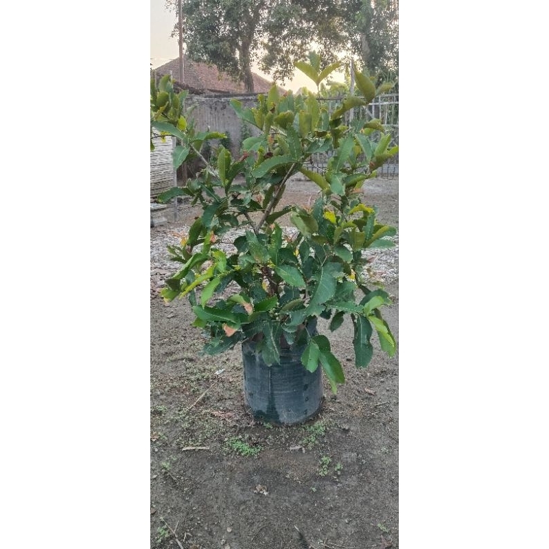 

Tabulampot Jambu Khiojok