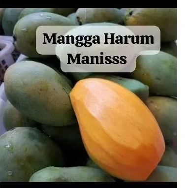 

Mangga Alpukat/mangga harumanis/mangga tee fruit 1kg