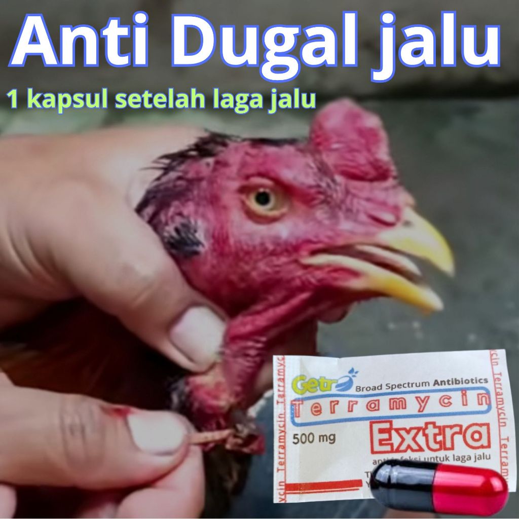 obat ayam laga jalu anti dugal ngeluh terra extra gimca