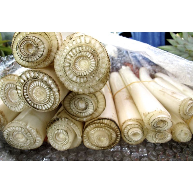 

gedebong pisang segar fres