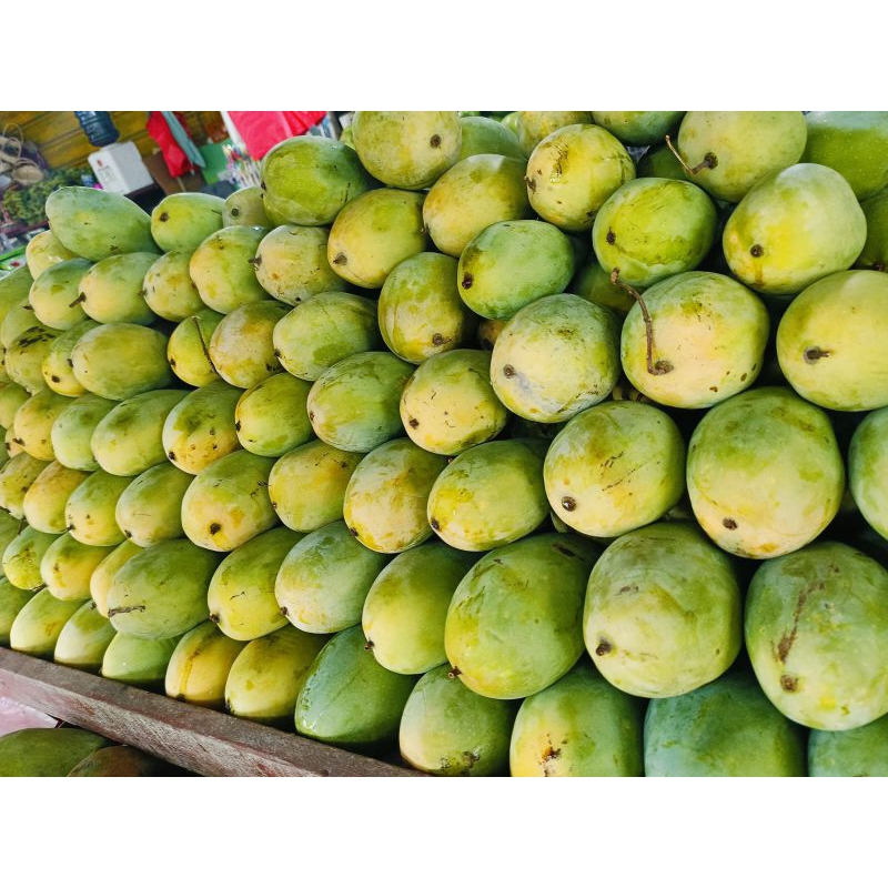 

Mangga Harum Manis