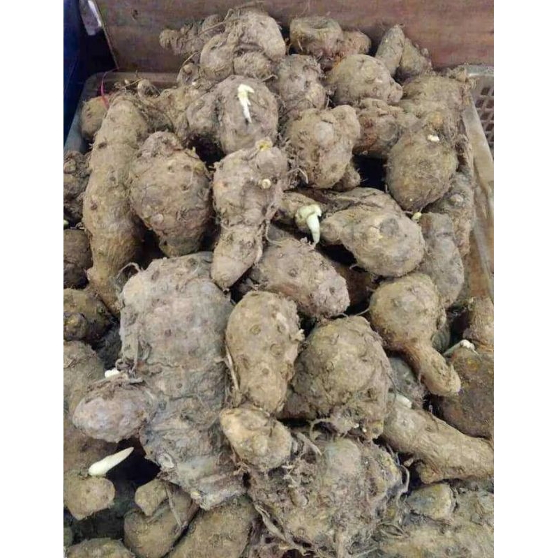 

Empu Temulawak Induk Temulawak 1 kg