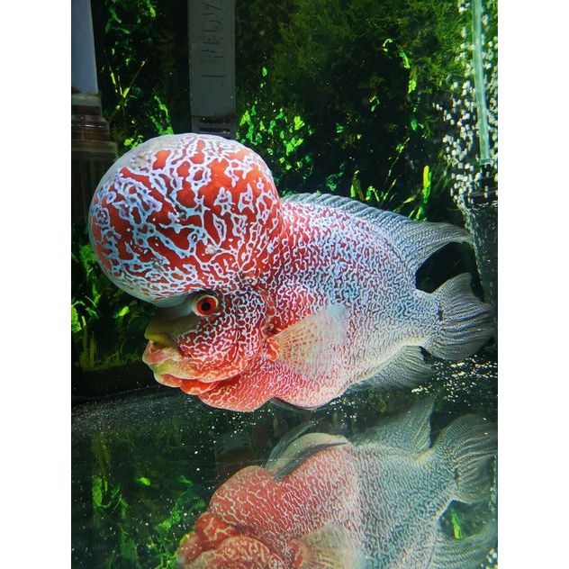 ikan lohan