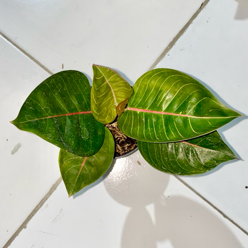 Aglaonema Black Moonlight gerhana
