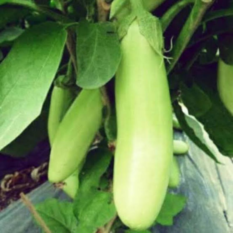 200 Benih Terong Hijau Lokal Super siap tanam