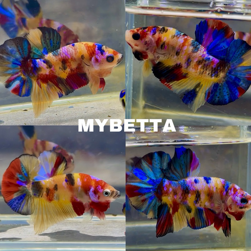 Yellow Base Multicolour Top Grade VVIP