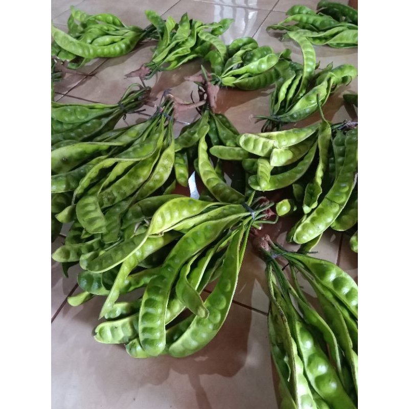 

ready siap kirim pete besar jumbo seikat 10 lonjor/petai